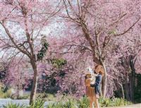 Đi Đà Lạt Nên Trải Nghiệm Gì: Ăn Gì, Chơi Gì, Check-in Ở Đâu Đẹp Nhất