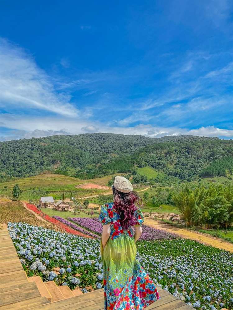 cánh đồng Hoa Cẩm Tú Cầu