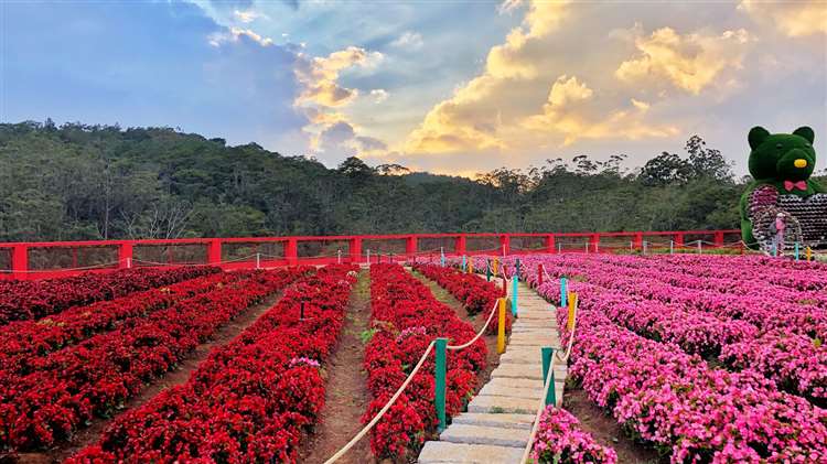 Vườn hoa thành phố Đà Lạt