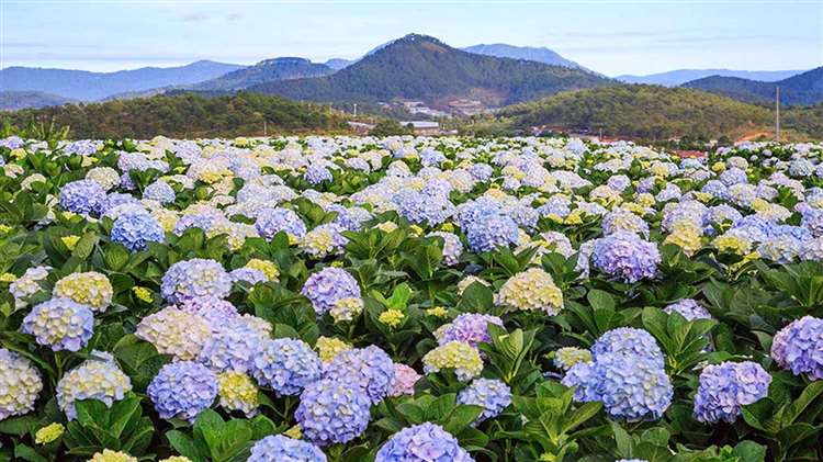 Vườn hoa thành phố Đà Lạt