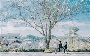 nhiệt độ đà lạt