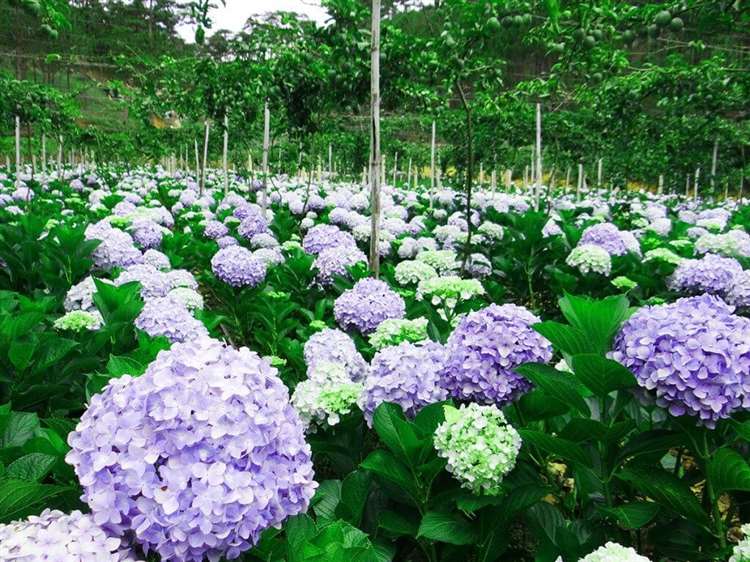 cánh đồng hoa cẩm tú cầu