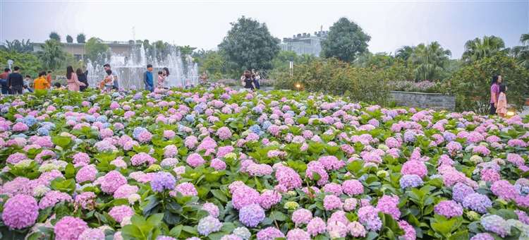 cánh đồng hoa cẩm tú cầu